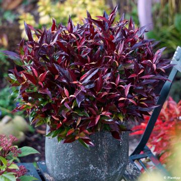 Leucothoe axillaris Red Lips