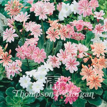 Lewisia cotyledon Galaxy Mix - seeds