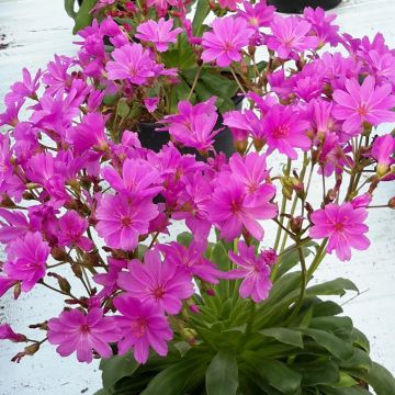 Lewisia cotyledon Ultra Violet