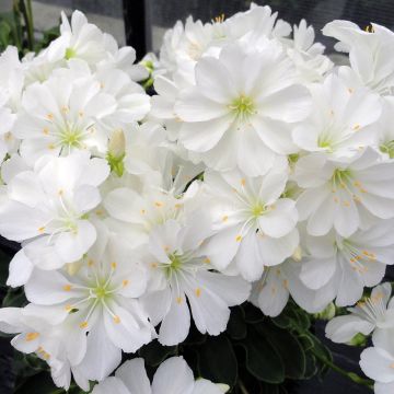 Lewisia cotyledon Elise White