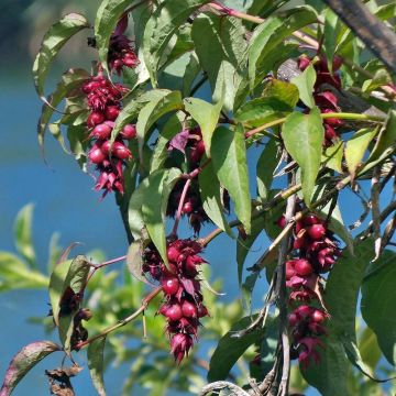 Leycesteria formosa