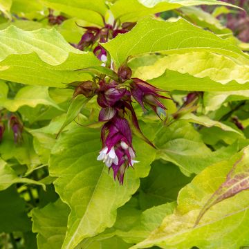 Leycesteria formosa Little Lanterns