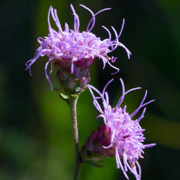 Liatris ligulistylis