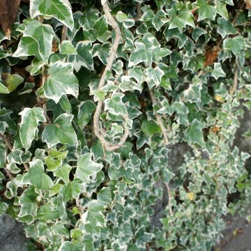 Hedera helix Eva - Common Ivy