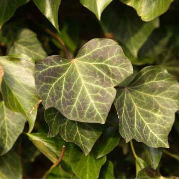 Hedera helix Woerner - Common Ivy