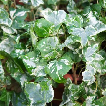 Hedera helix Kolibri - Common Ivy