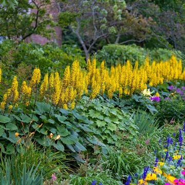 Ligularia stenocephala Little Rocket - Leopard Plant