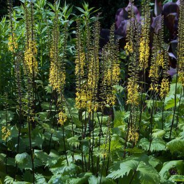 Ligularia stenocephala - Leopard Plant