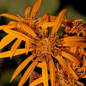 Ligularia Osiris Fantaisie - Leopard Plant