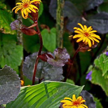 Ligularia dentata Britt-Marie Crawford - Ligulaire