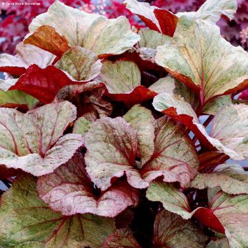 Ligularia dentata Garden Confetti - Leopard Plant