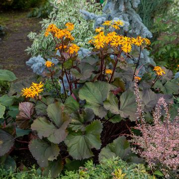 Ligularia dentata - Leopard Plant