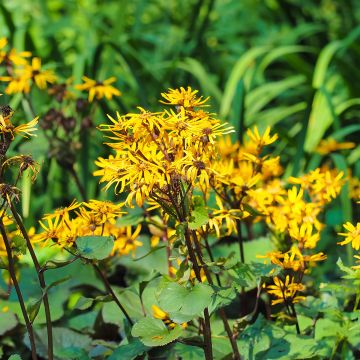 Ligularia dentata Othello - Leopard Plant