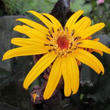 Ligularia dentata Pandora - Leopard Plant