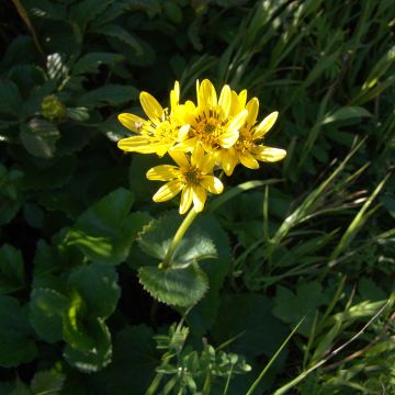 Ligularia hodgsonii - Ligulaire hodgsonii