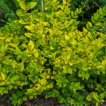 Troène doré - Ligustrum Vicaryi