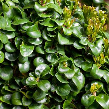 Ligustrum japonicum Coriaceum - Japanese Privet