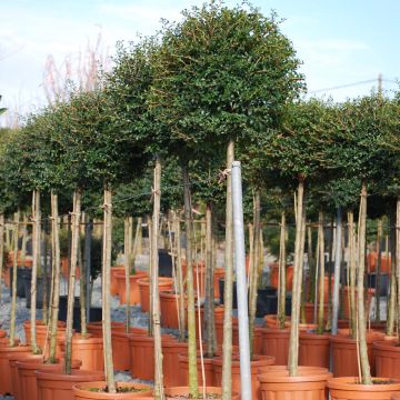 Ligustrum jonandrum - Yunnan Privet