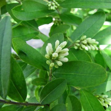 Ligustrum obtusifolium Regelianum - Privet