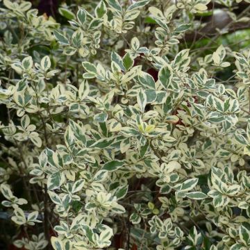 Ligustrum ovalifolium Argenteum - Garden Privet