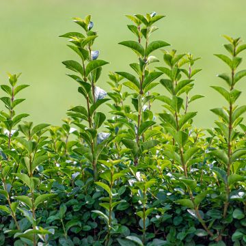 Ligustrum ovalifolium Green Diamond - Garden Privet