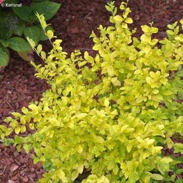 Ligustrum sinense Sunshine - Chinese Privet