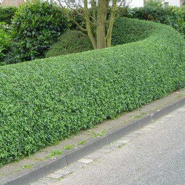 Common Privet - Ligustrum vulgare Atrovirens