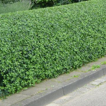 Common Privet - Ligustrum vulgare Lodense