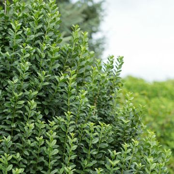 Ligustrum vulgare Straight Talk - Common Privet