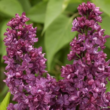 Syringa vulgaris Charles Joly - Common Lilac