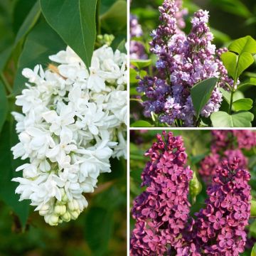 Syringa vulgaris Three Sisters (Michel Buchner, Ludwig Späht, Mme Lemoine) - Common Lilac