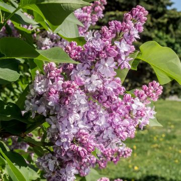 Syringa vulgaris Kindy Rose Gaby - Common Lilac