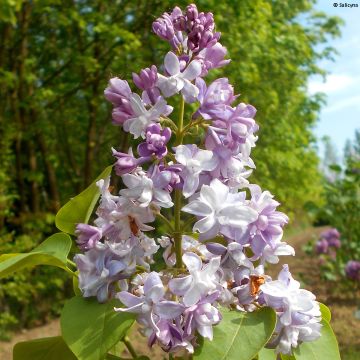 Syringa vulgaris Konchalovskii - Common Lilac