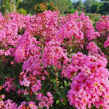 Lagerstroemia indica Eveline - Crape Myrtle