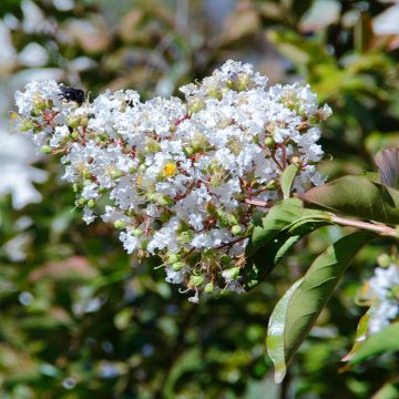 Lagerstroemia indica White Chocolate - Crape Myrtle