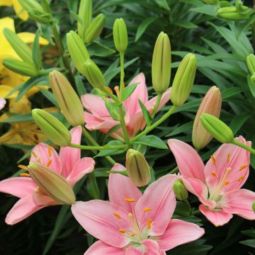 Lilium Foxtrot - Lily