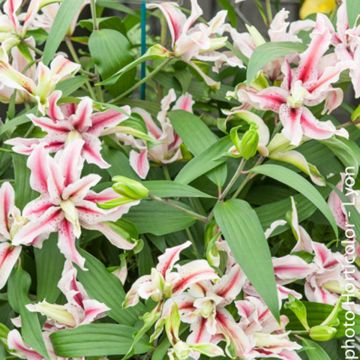 Lilium Magic Star