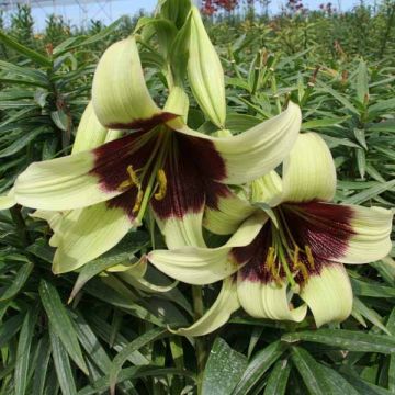 Lilium nepalense 