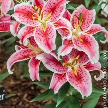 Lilium Stargazer - Lily