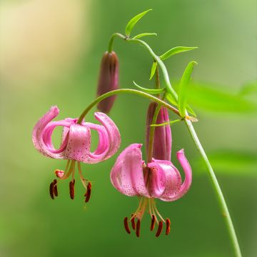 Lilium martagon - Lily