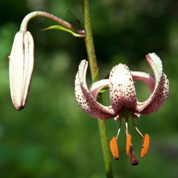 Lilium martagon var. albiflorum