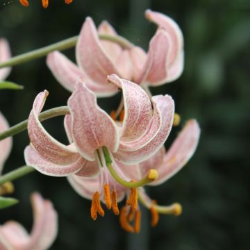 Lilium Pink Morning