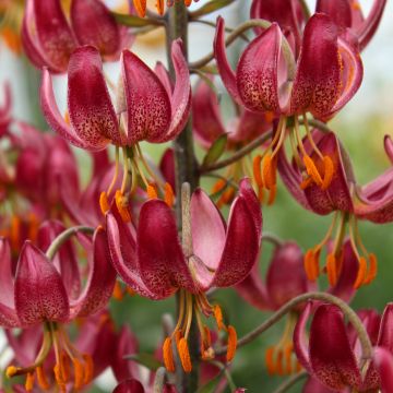 Lilium Russian Morning - Lily