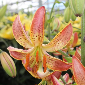 Lilium Slate's Morning