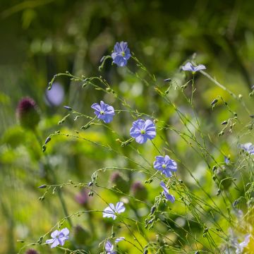 Linum perenne - Perennial Flax