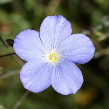 Linum perenne Saphir - Perennial Flax