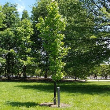 Liquidambar styraciflua  Slender Silhouette