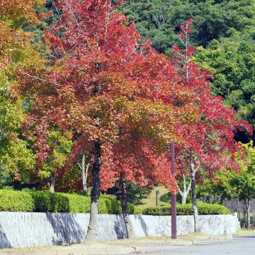 Liquidambar formosana - Copalme de Chine