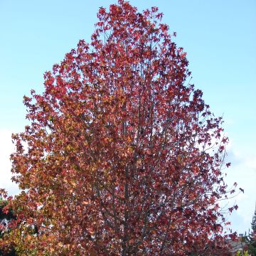 Liquidambar styraciflua - American Sweetgum