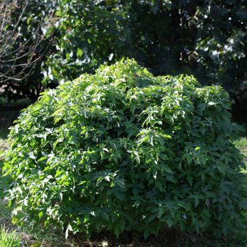 Liquidambar styraciflua  Gum Ball